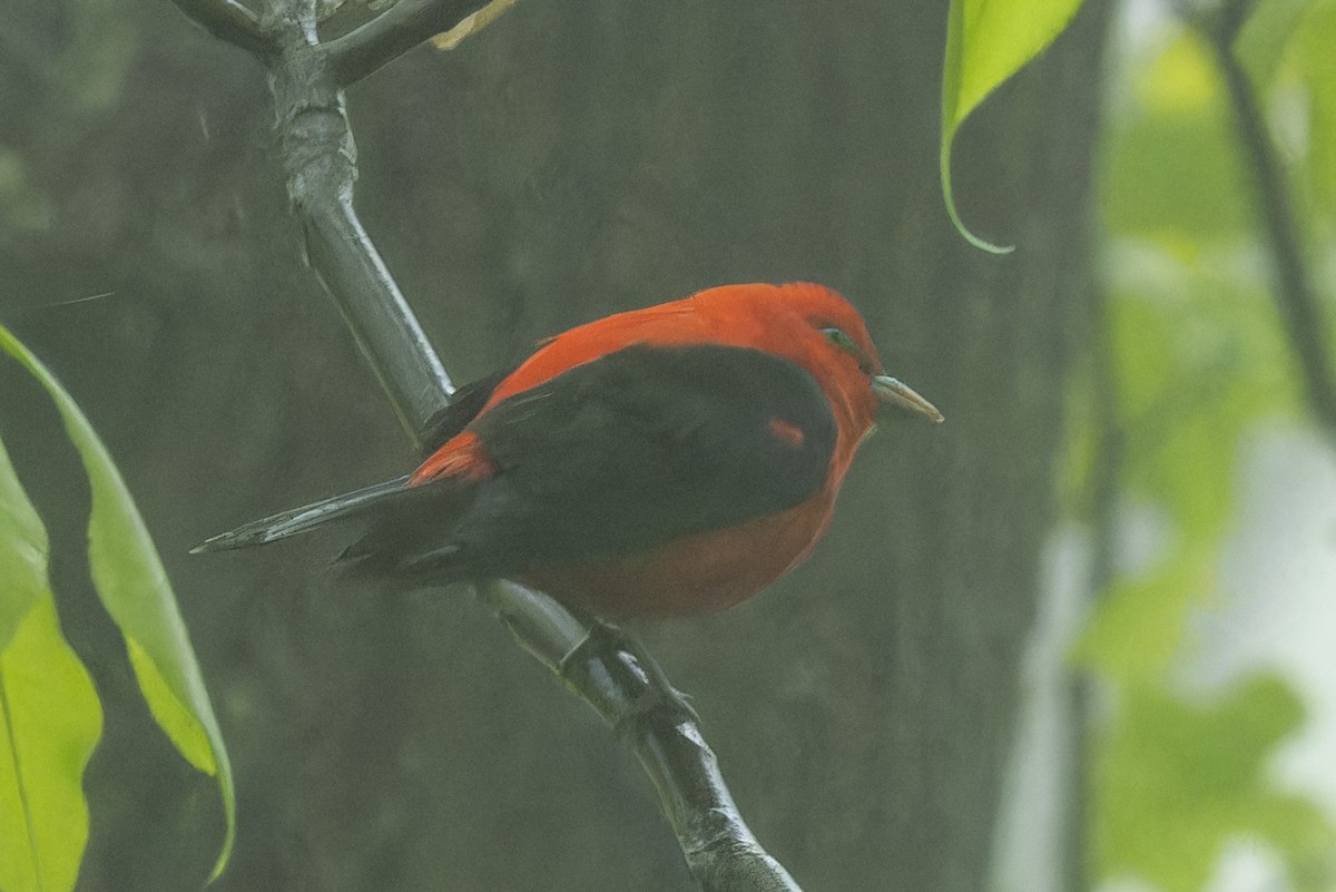 Scarlet Tanager - ML618459720