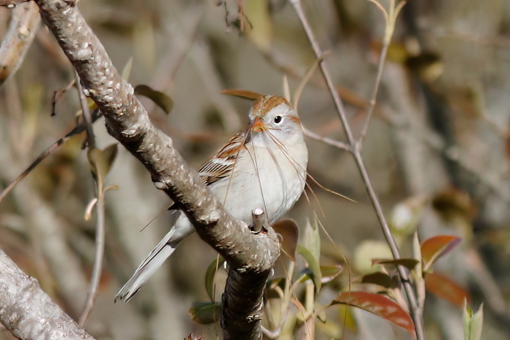 Field Sparrow - ML618459736