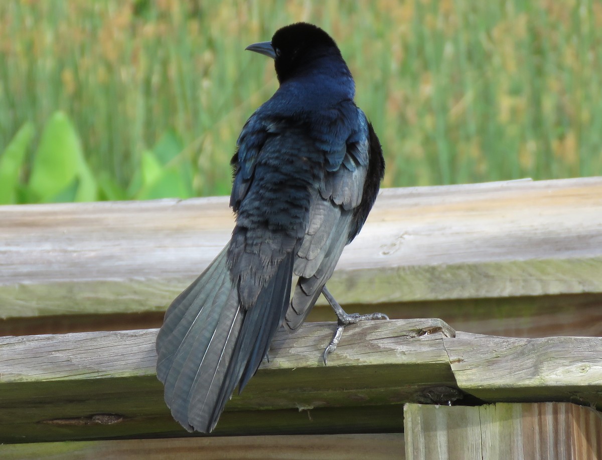 Boat-tailed Grackle - ML618459746