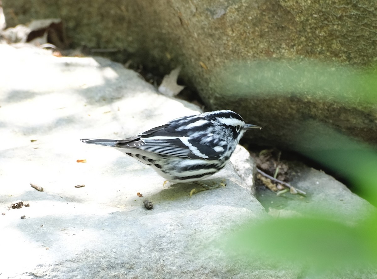 Black-and-white Warbler - ML618459769