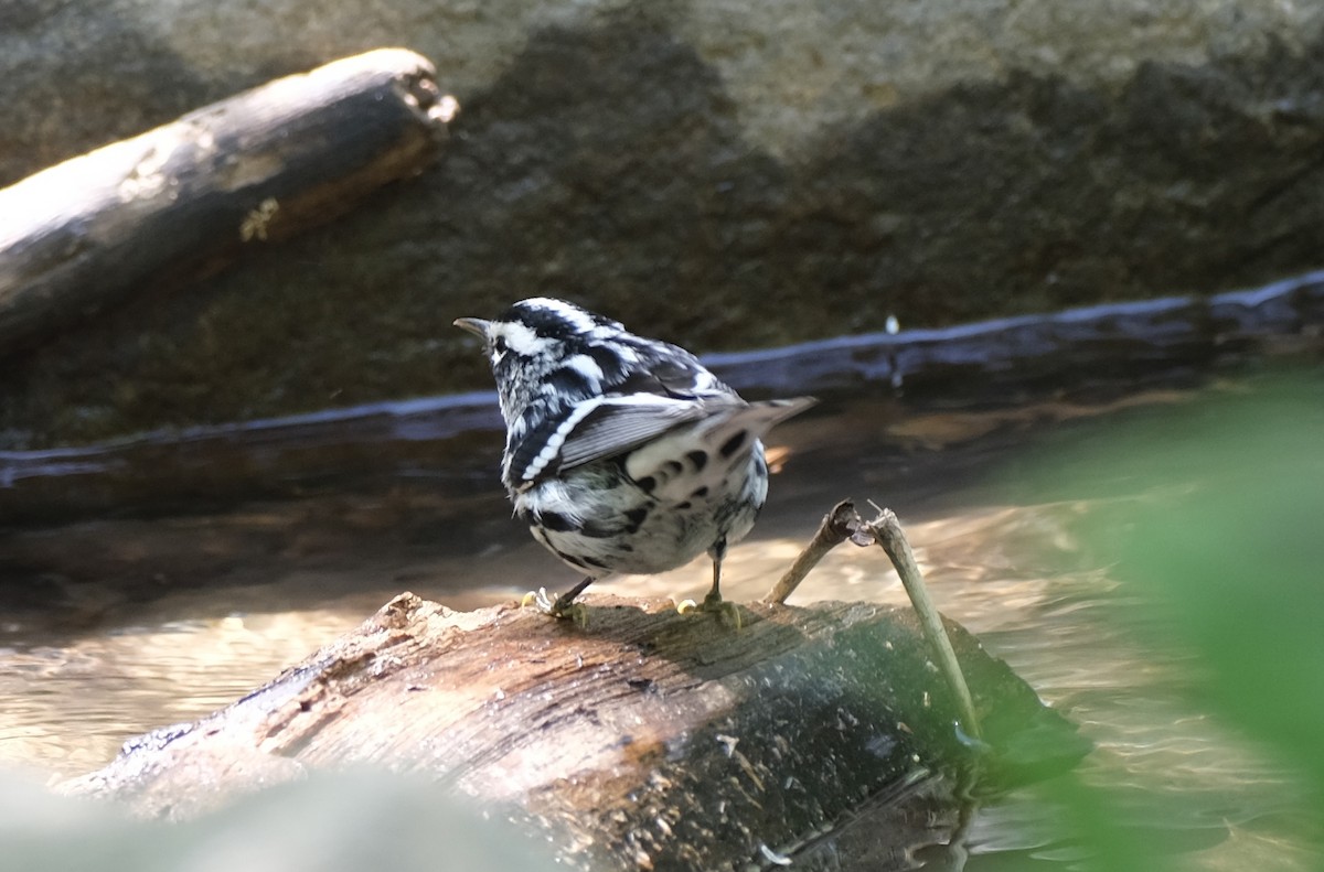 Black-and-white Warbler - ML618459770