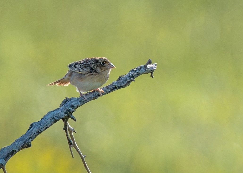 Grasshopper Sparrow - ML618459785
