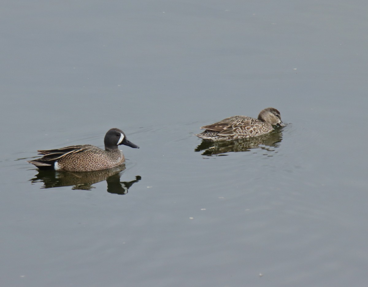 Blue-winged Teal - ML618459802