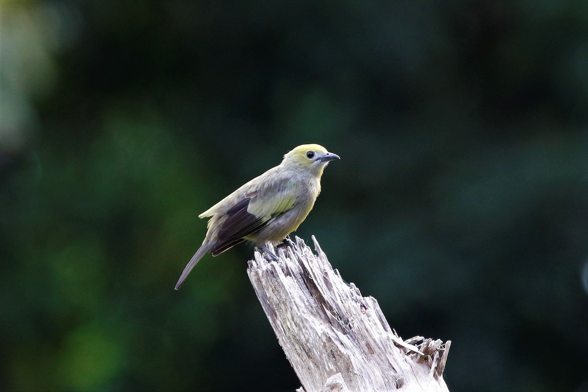 Palm Tanager - ML618459814