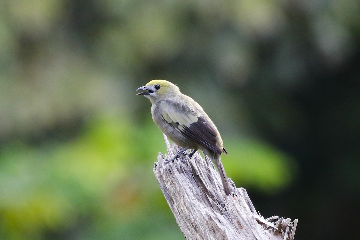 Palm Tanager - ML618459815