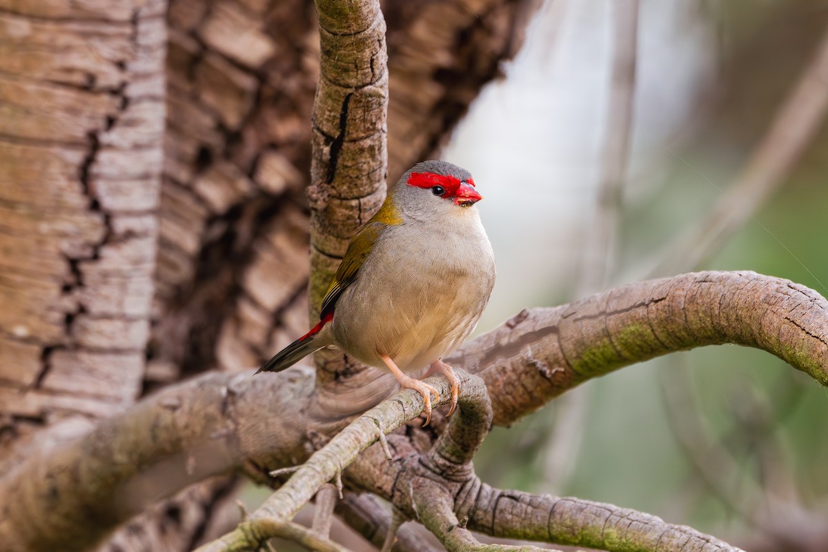 Red-browed Firetail - ML618459831