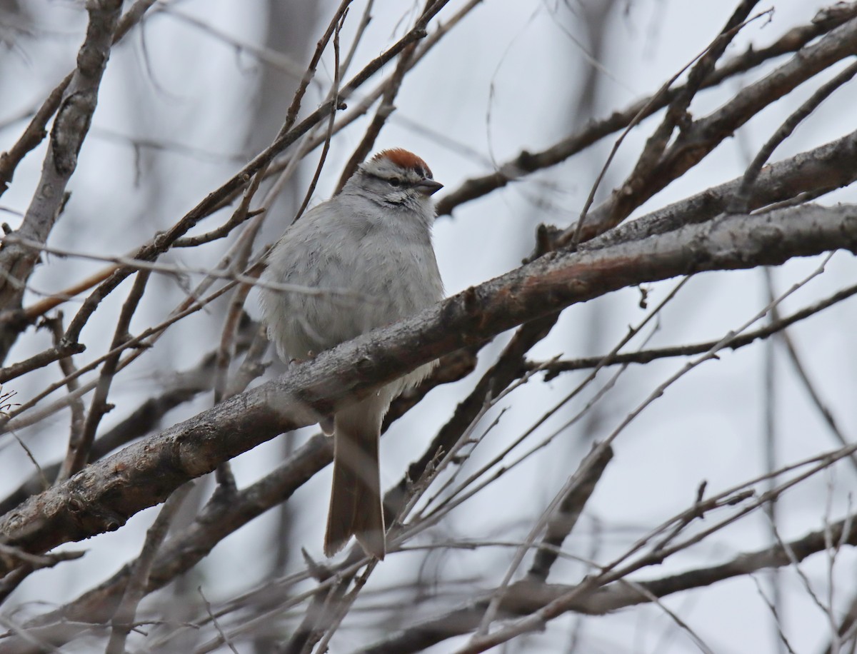 Chipping Sparrow - ML618459903
