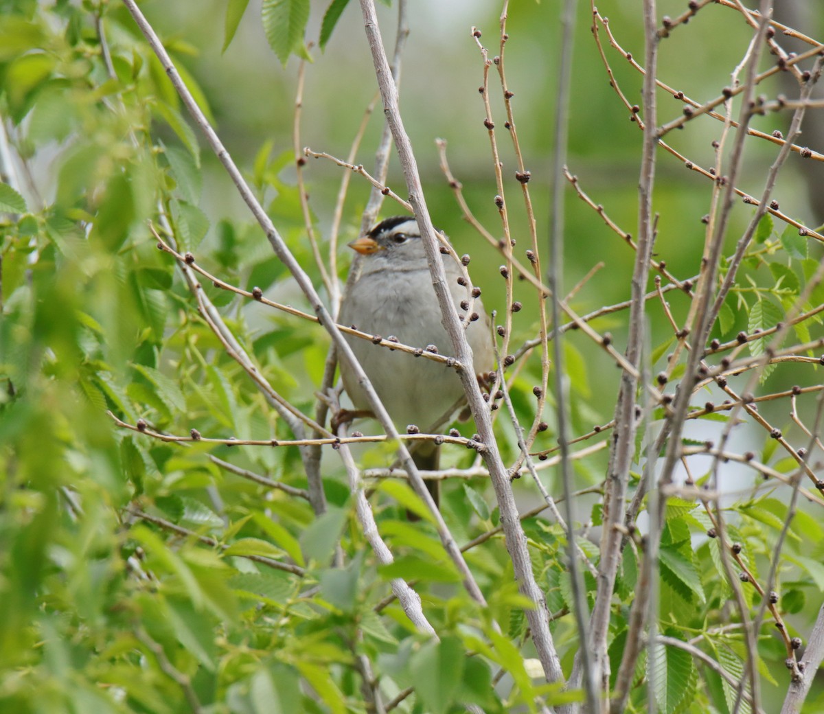 White-crowned Sparrow - ML618459919