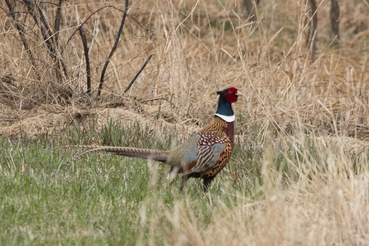 Ring-necked Pheasant - ML618459940