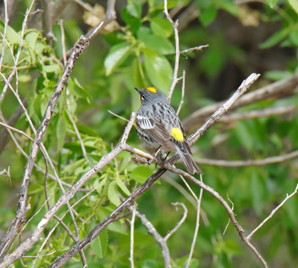 Yellow-rumped Warbler (Audubon's) - ML618459965