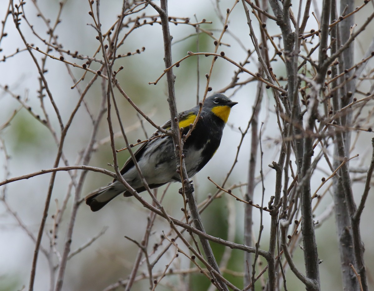 Yellow-rumped Warbler (Audubon's) - ML618459966