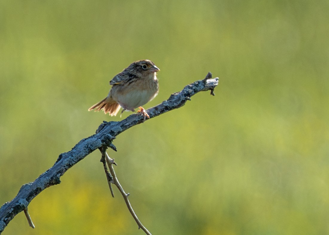 Grasshopper Sparrow - ML618459987
