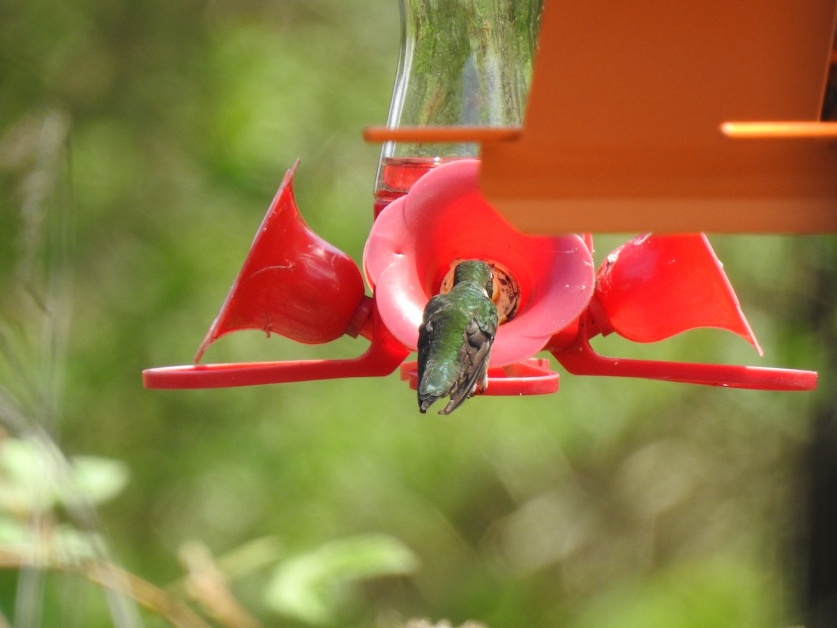 Ruby-throated Hummingbird - Zain Sirohey
