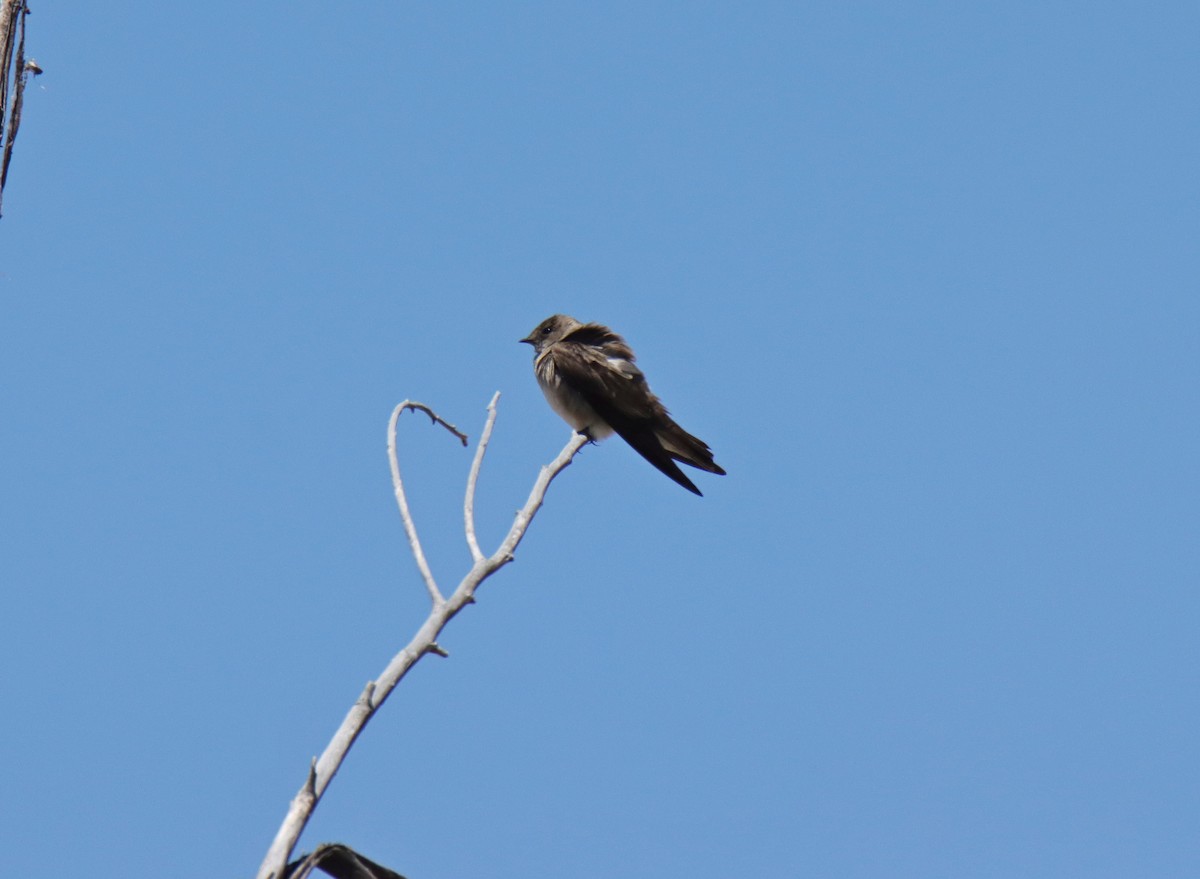 Northern Rough-winged Swallow - ML618460023