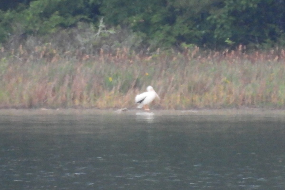American White Pelican - ML618460056