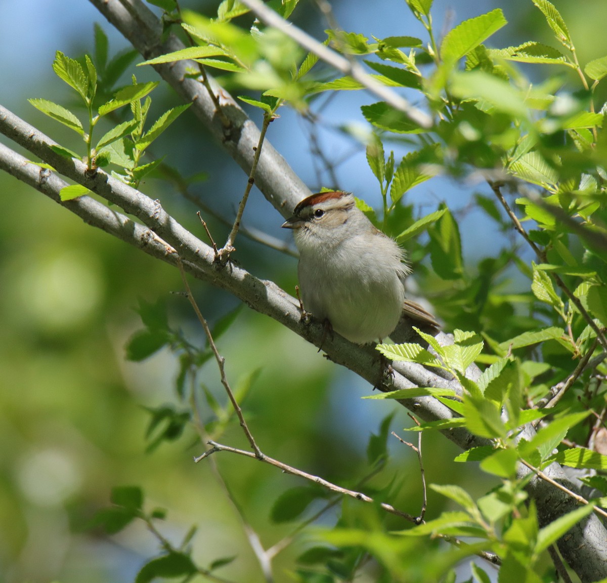 Chipping Sparrow - ML618460107