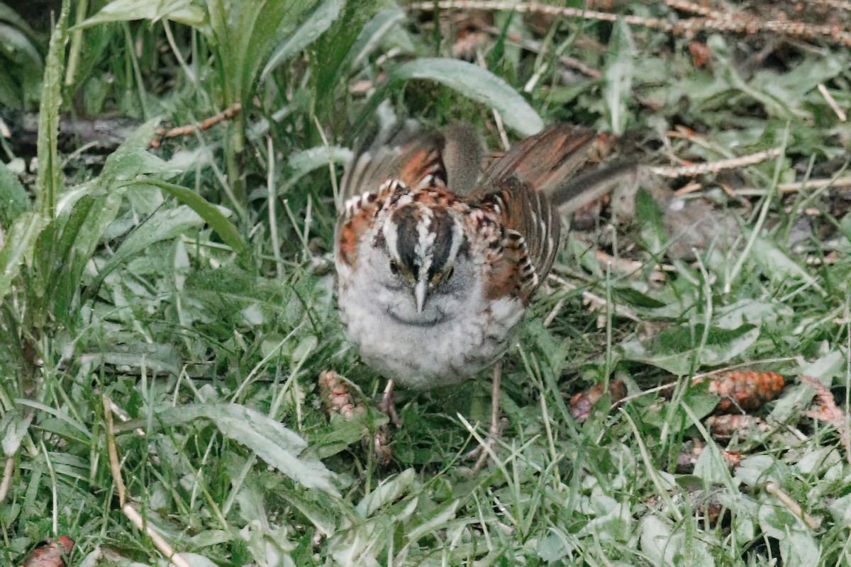 White-throated Sparrow - ML618460119