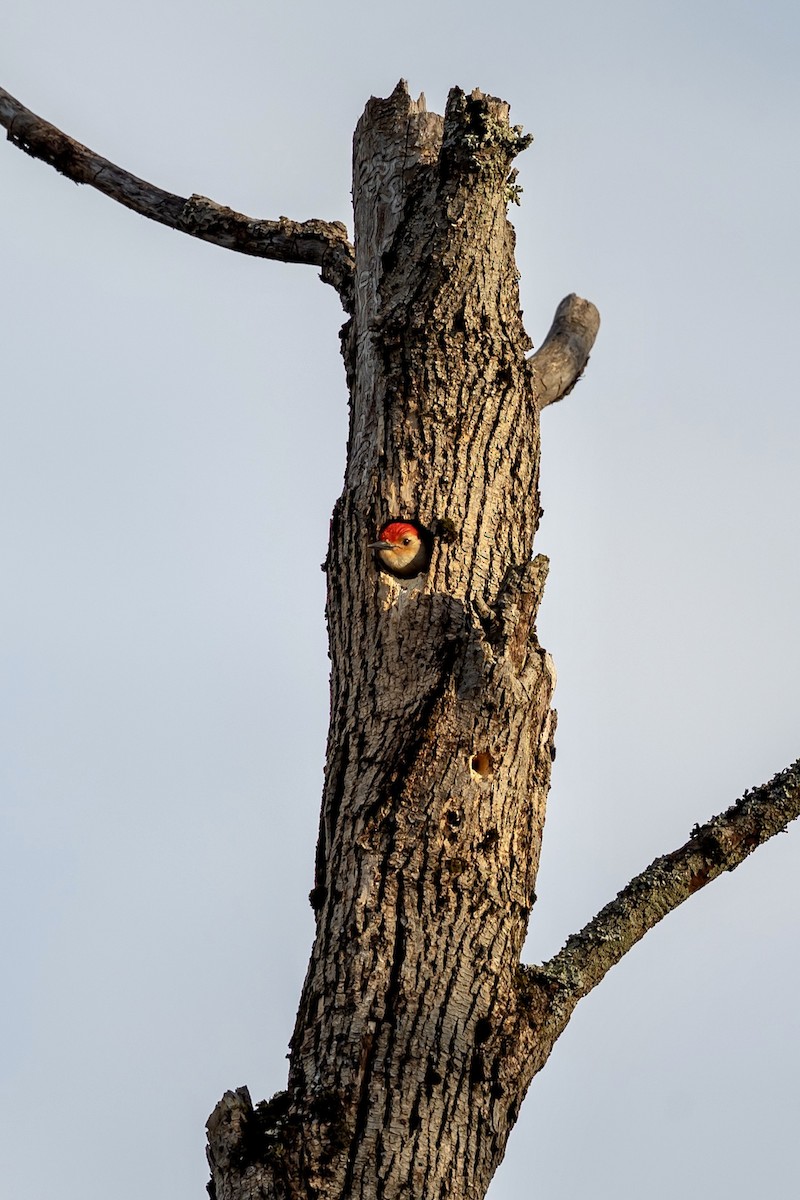 Red-bellied Woodpecker - ML618460128
