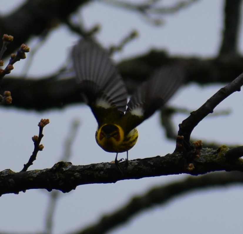 Cape May Warbler - ML618460143