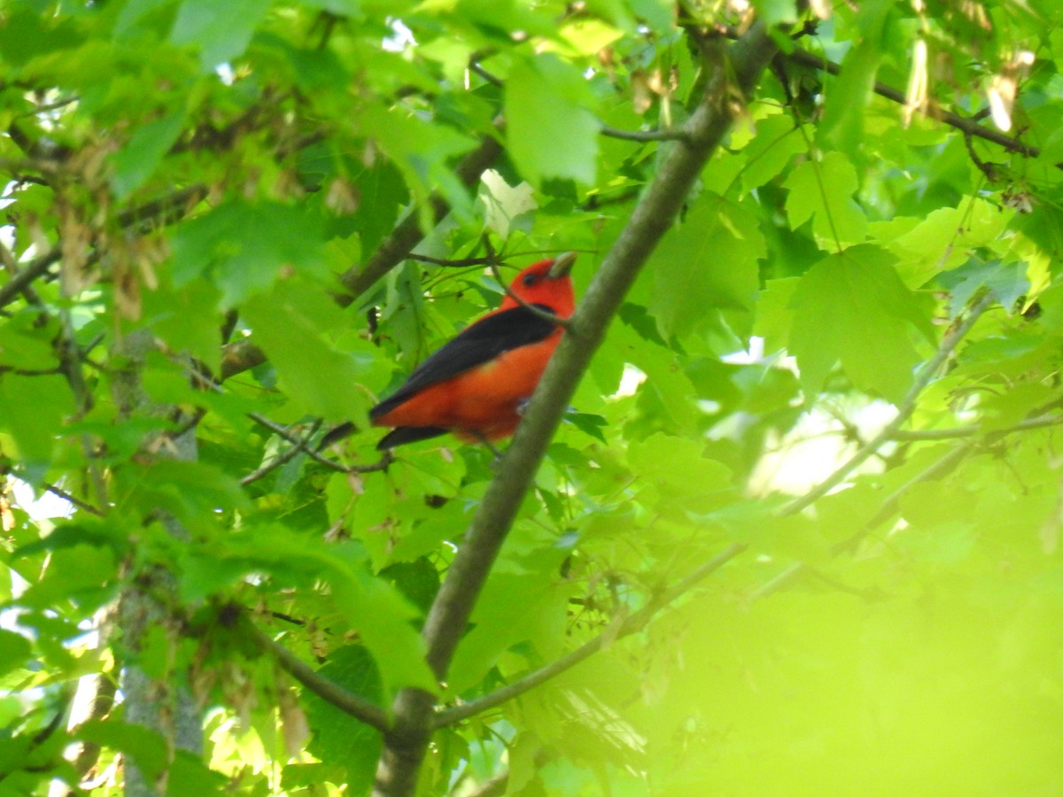 Scarlet Tanager - ML618460153