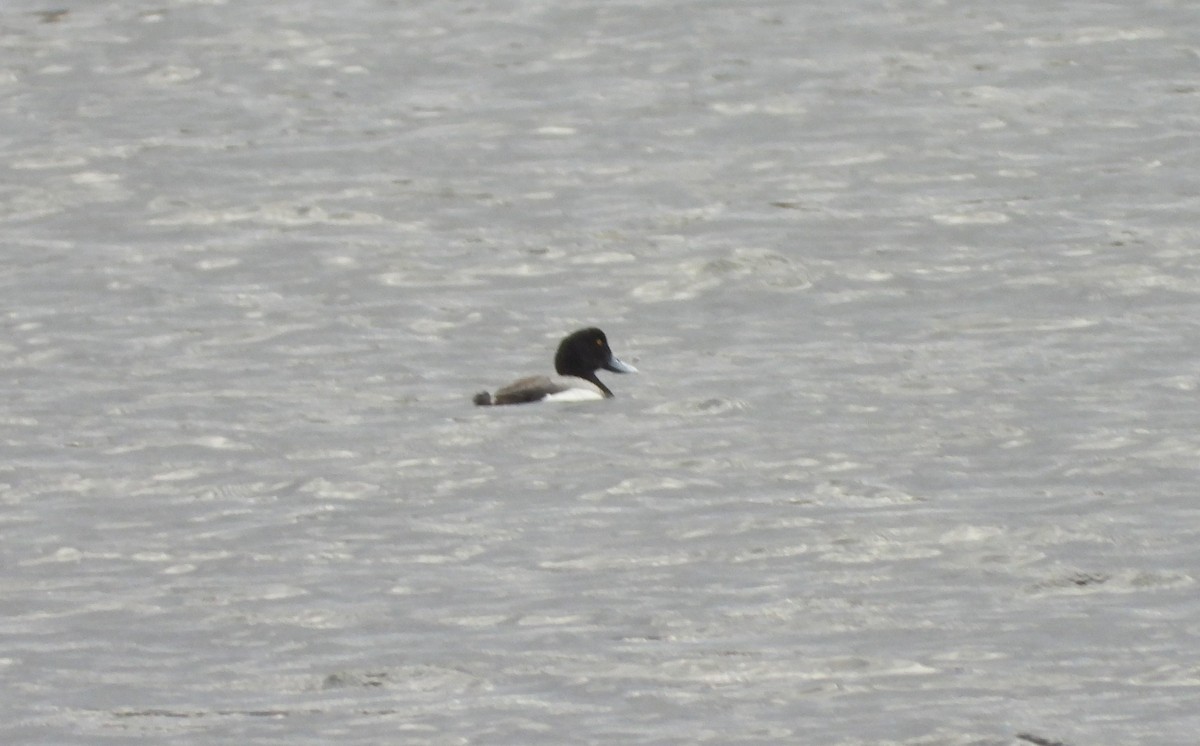Greater Scaup - ML618460155