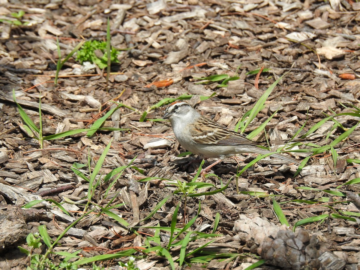 Chipping Sparrow - ML618460160