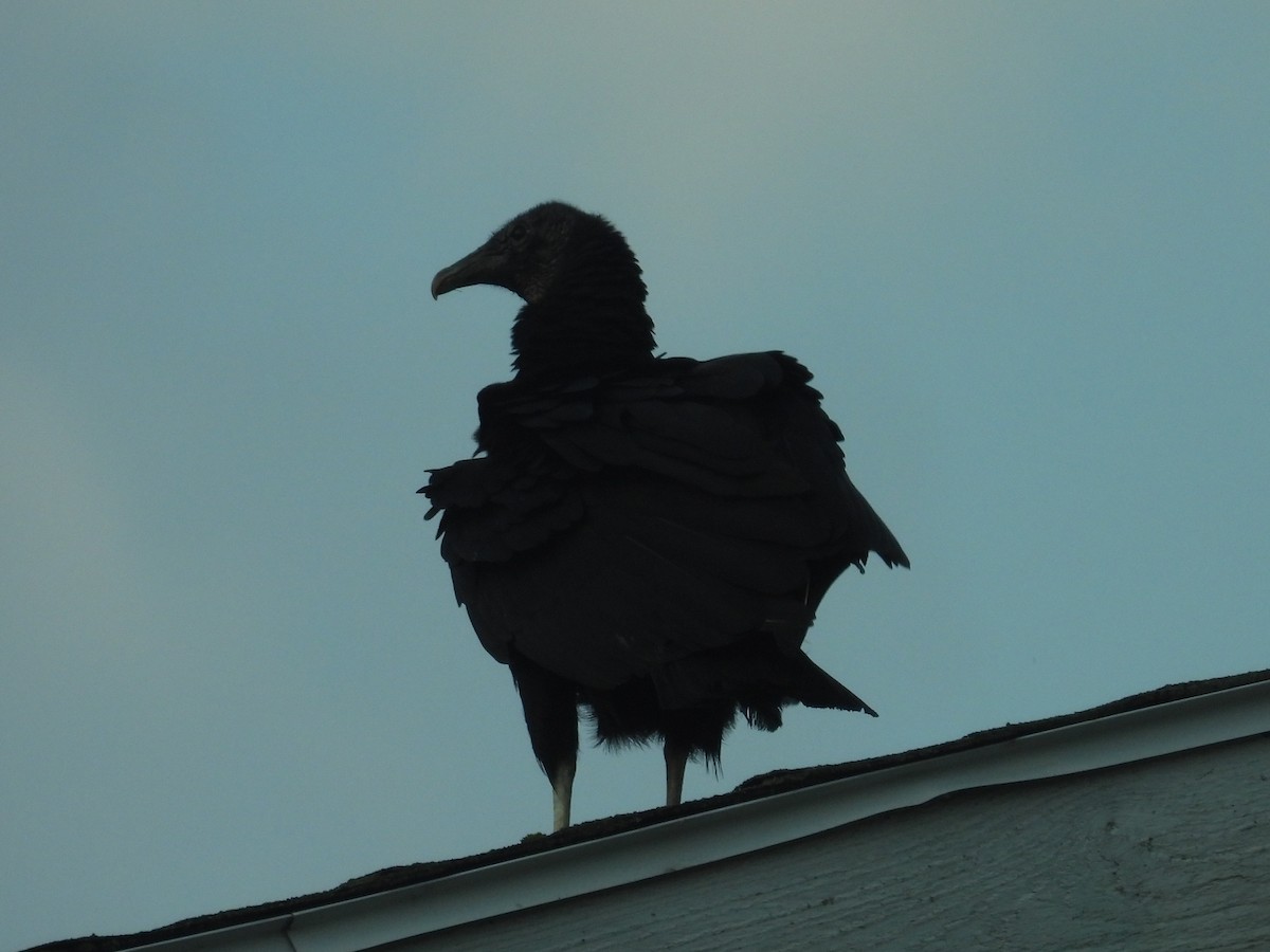 Black Vulture - ML618460168