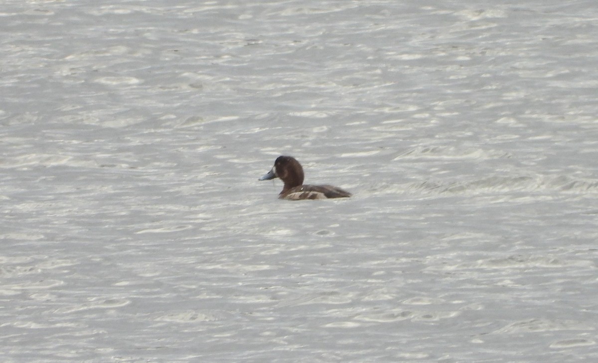 Greater Scaup - ML618460182