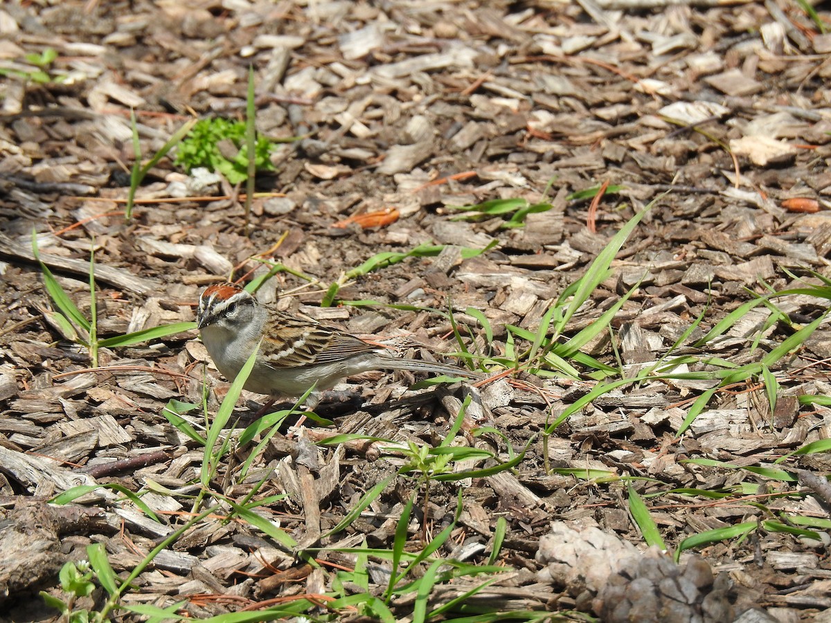 Chipping Sparrow - ML618460183