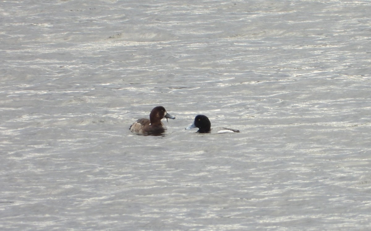 Greater Scaup - ML618460193