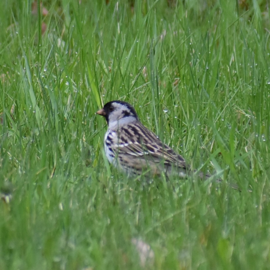 Harris's Sparrow - Deb Muzzy