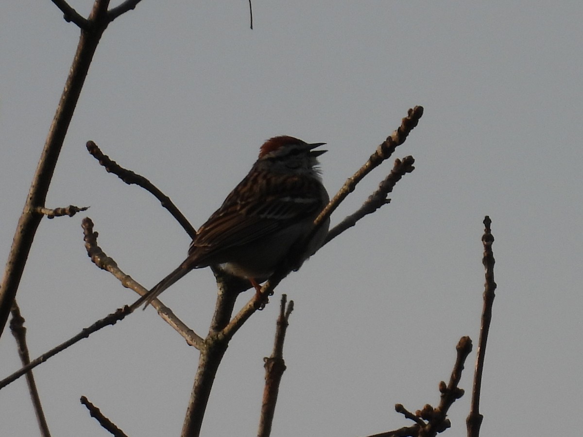 Chipping Sparrow - ML618460253
