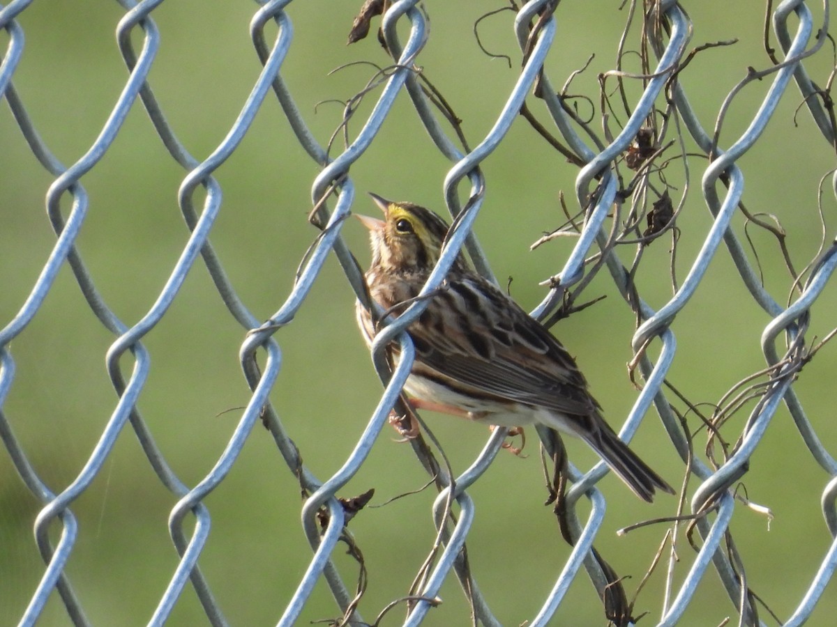 Savannah Sparrow - ML618460291