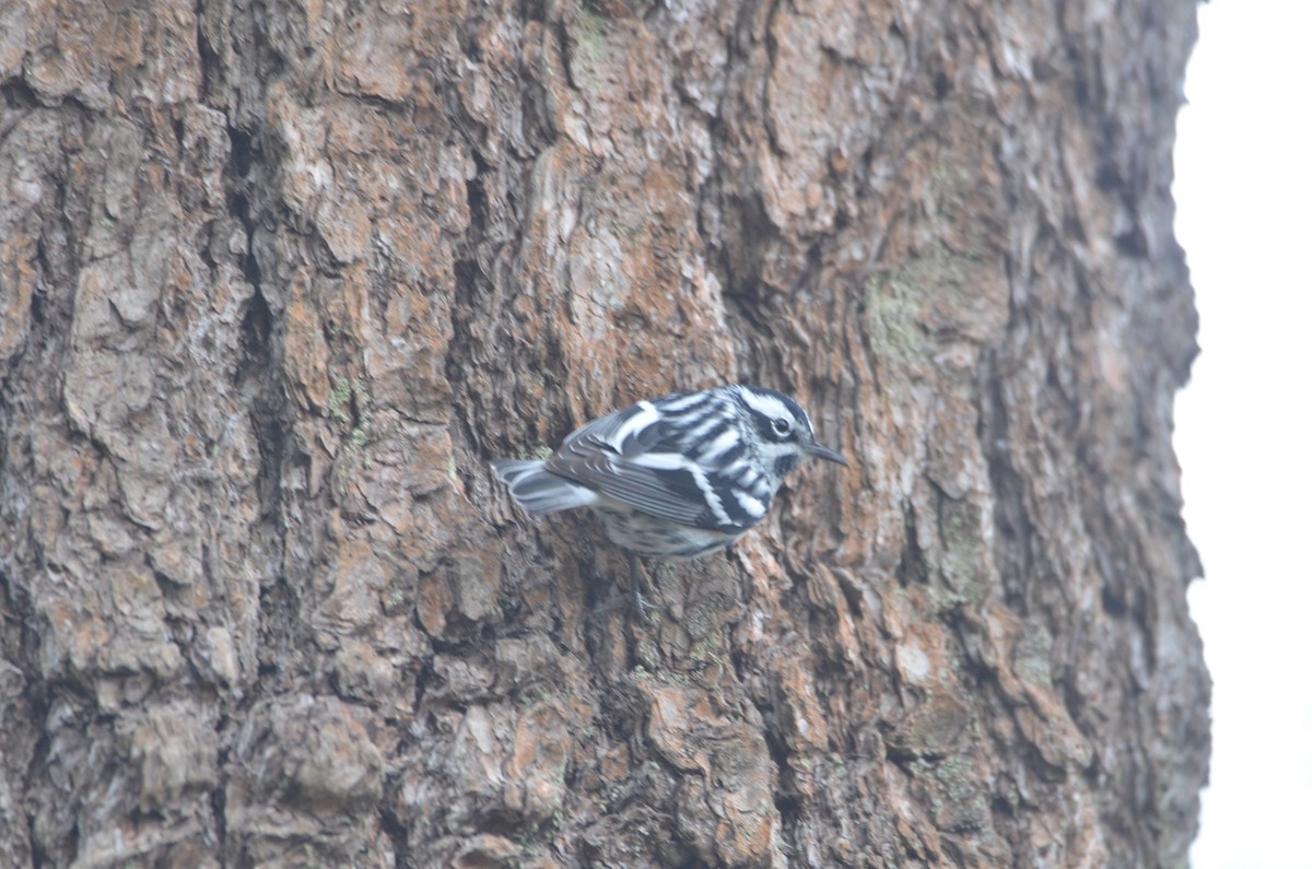 Black-and-white Warbler - ML618460312