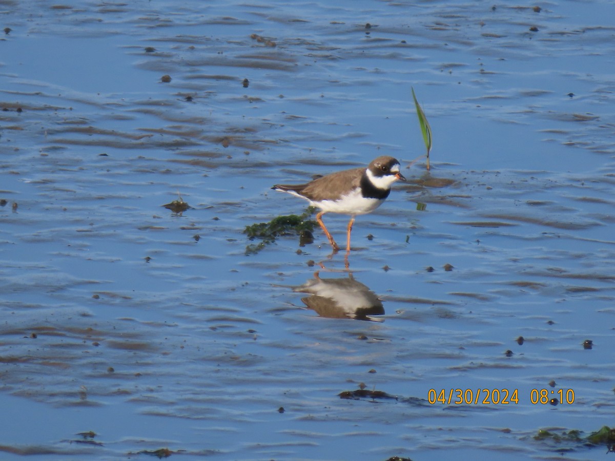 Semipalmated Plover - ML618460314