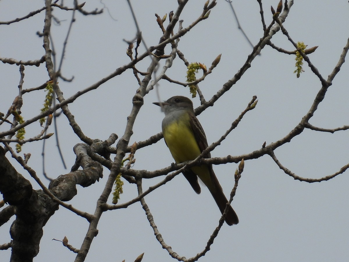 Great Crested Flycatcher - Riley Saxton
