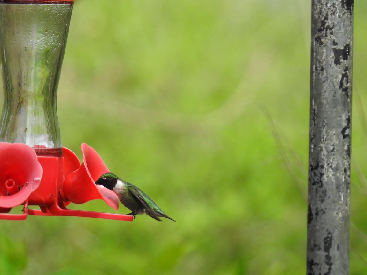 Ruby-throated Hummingbird - ML618460335