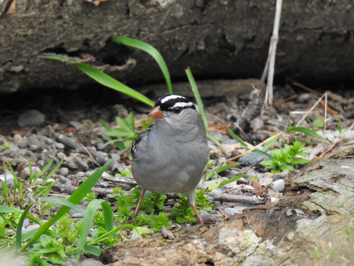 White-crowned Sparrow - ML618460360