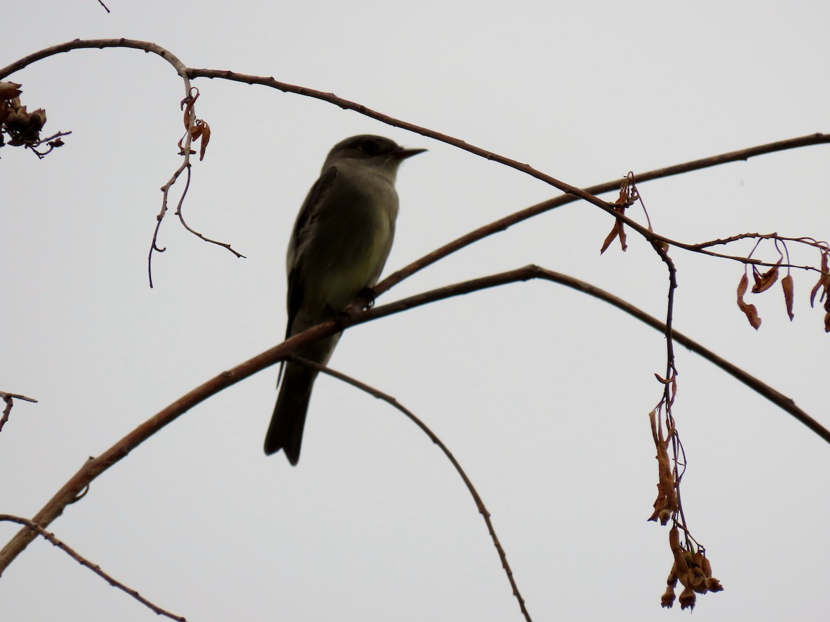 Western Wood-Pewee - Donna Bray