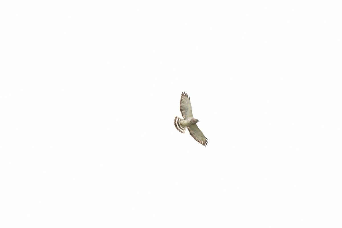 Broad-winged Hawk - ML618460369