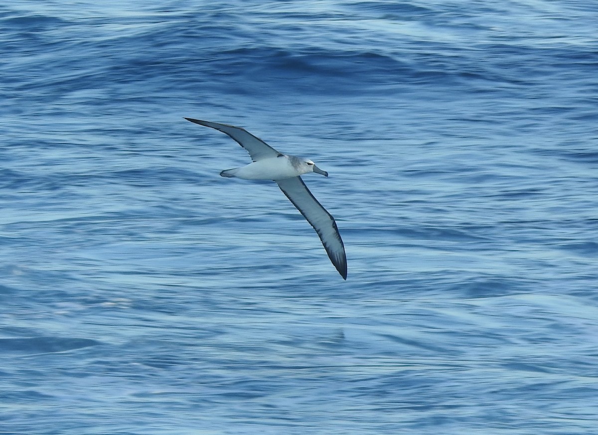 White-capped Albatross - ML618460378