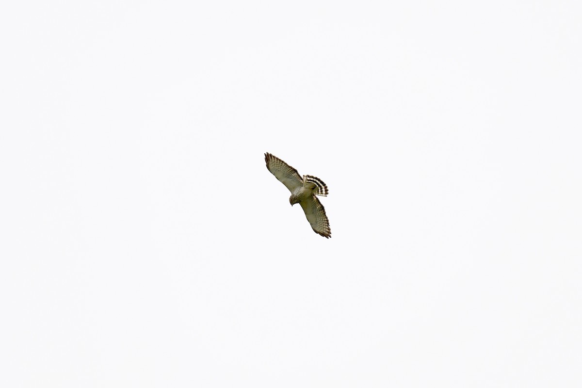 Broad-winged Hawk - ML618460387