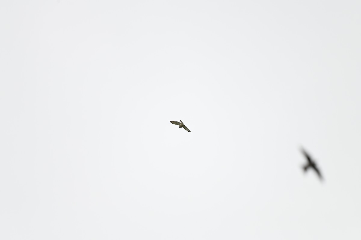 Broad-winged Hawk - ML618460397