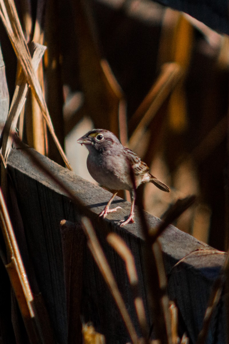 Grassland Sparrow - ML618460418