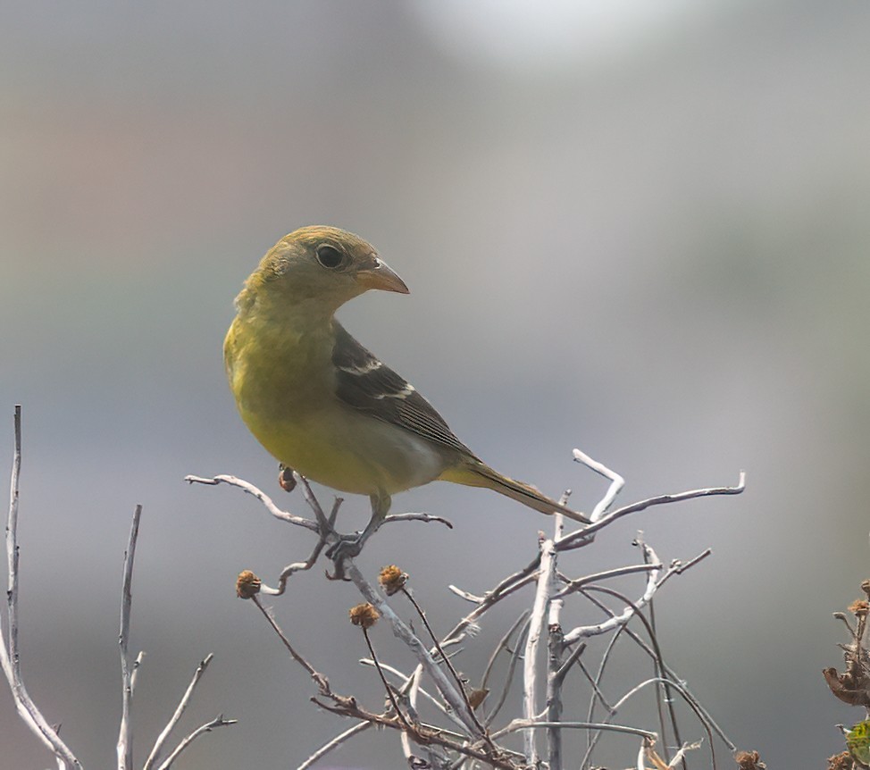 Western Tanager - ML618460420