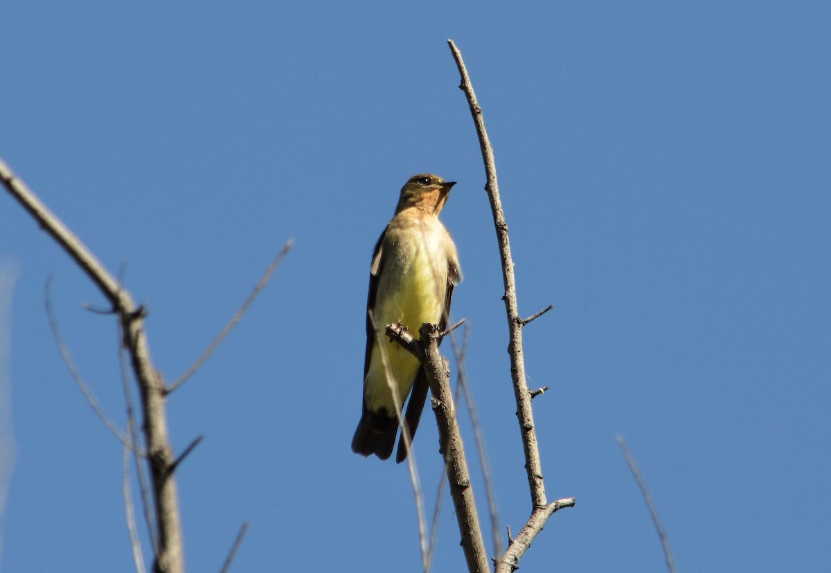 Southern Rough-winged Swallow - ML618460422