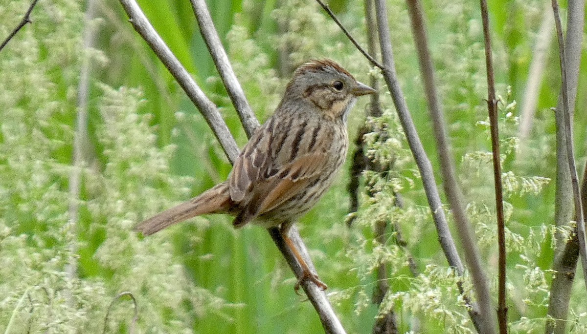 Lincoln's Sparrow - Meredith Cohen
