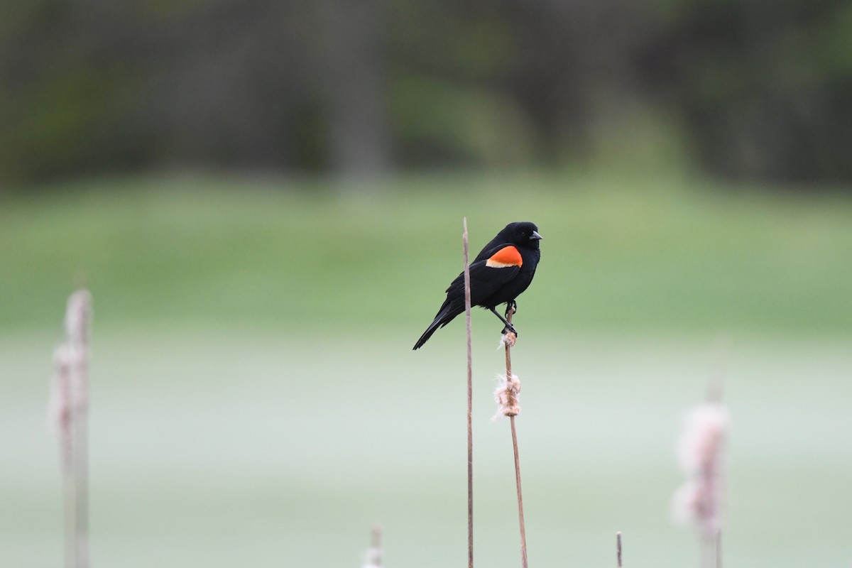 Red-winged Blackbird - ML618460464