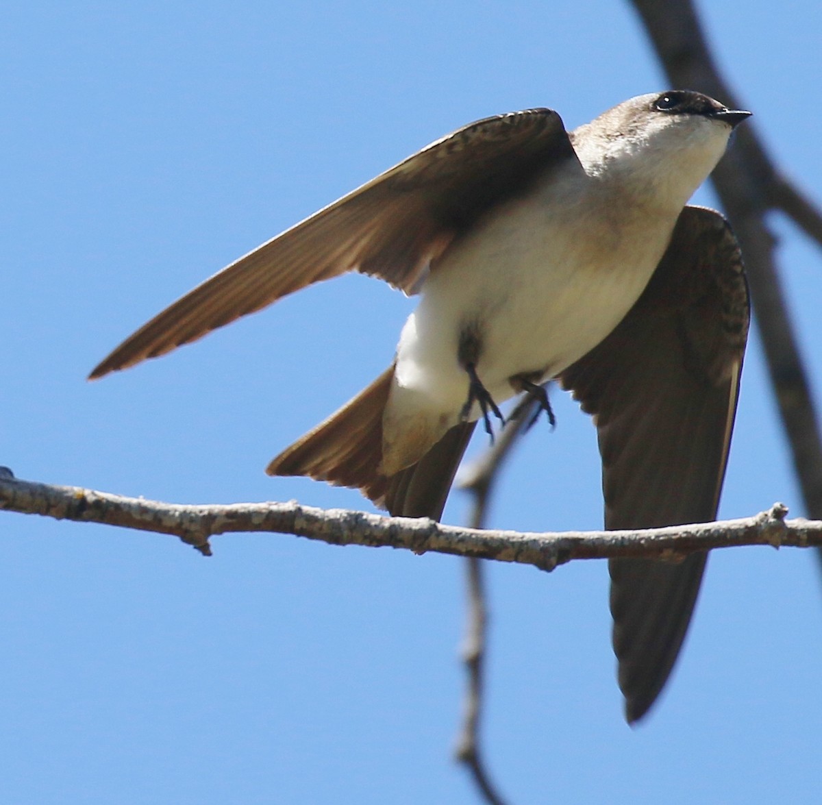 Northern Rough-winged Swallow - ML618460468