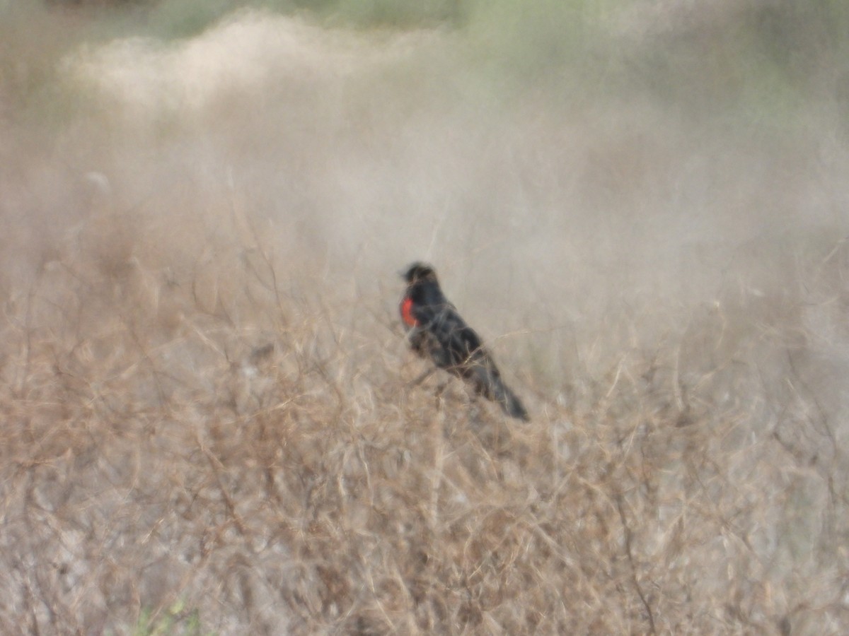 Red-winged Blackbird - ML618460475